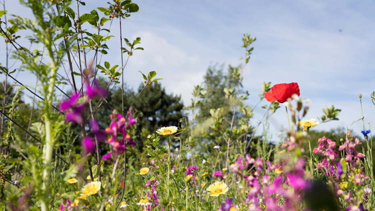 A large pollinator garden filled with flowers, bees, and butterflies. 