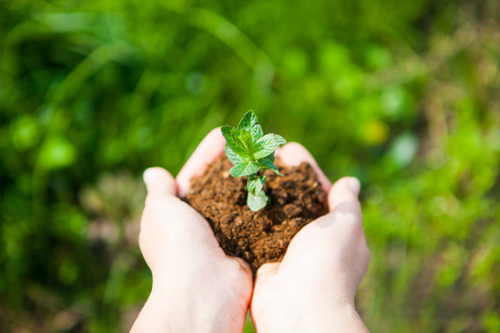 person holds soul with a plant in the middle